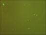 慢病毒滴度7.png
